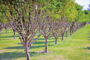 Foto: Divulga&ccedil;&atilde;o
